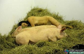 Kabupaten Banggailiga primer inggris 2020 liveMenghadapi anak babi di punggungnya, diikat ke papan kayu